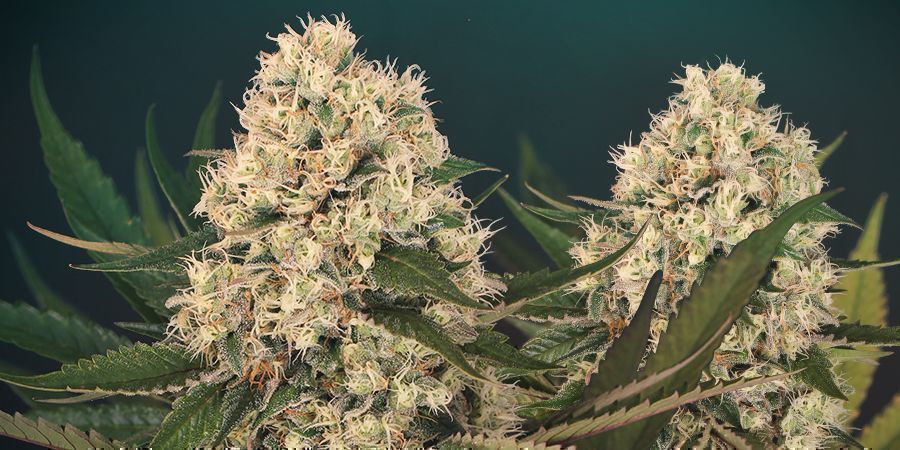 Black Zkittlez: en genetisk historik BLACK ZKITTLEZ: A GENETIC HISTORY