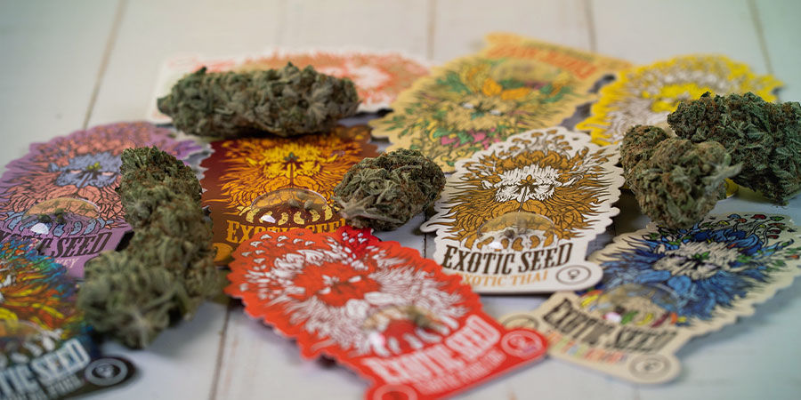 Exotic Seed EXOTIC SEED