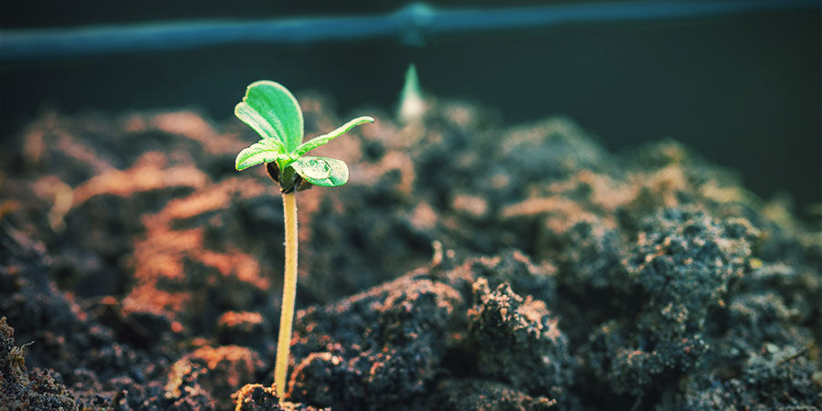 Fordele ved at bruge et vandingssystem til cannabis ADVANTAGES OF USING A CANNABIS IRRIGATION SYSTEM