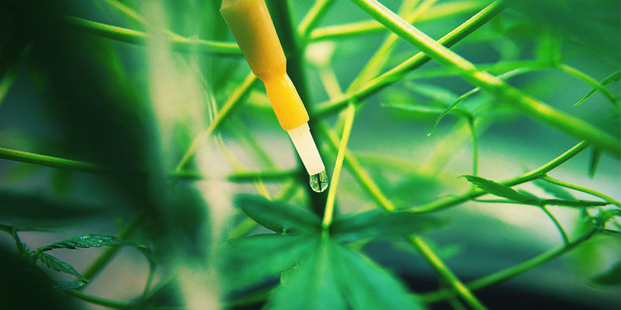 Hvad er et vandings-/irrigationssystem til cannabis? HVAD ER ET VANDINGS-/IRRIGATIONSSYSTEM TIL CANNABIS?