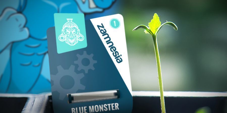 Dyrkning af Blue Monster Automatic Growing Blue Monster Automatic