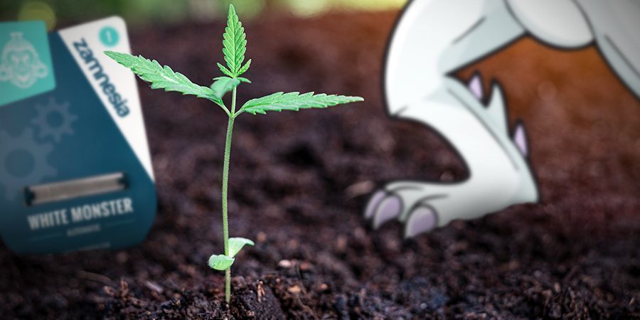 Dyrkning af White Monster Automatic Growing White Monster Automatic