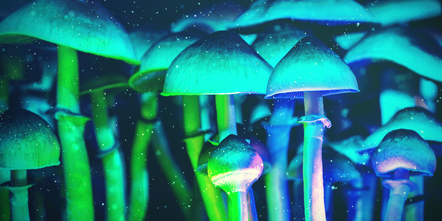 Afstand fra lys til substrat Distance Of Lights From Magic Mushroom Substrate