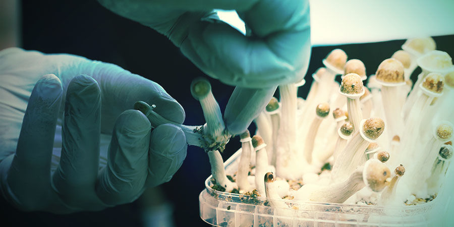 Hvordan vokser magiske svampe? How Do Magic Mushrooms Grow?