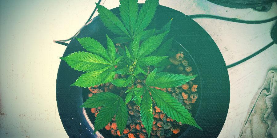 Beskyt dine cannabisplanter mod alger PROTECT YOUR CANNABIS PLANTS FROM ALGAE