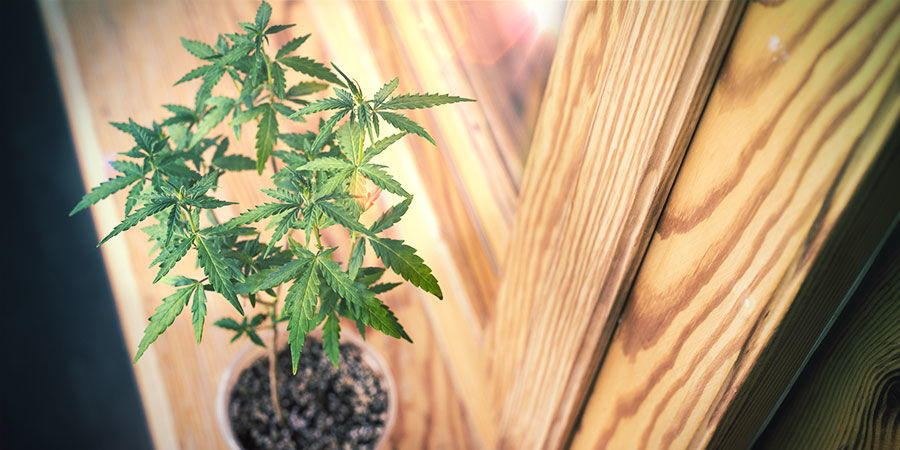 Sådan dyrker du cannabis i en vindueskarm eller i stuen Sådan dyrker du cannabis i en vindueskarm eller i stuen