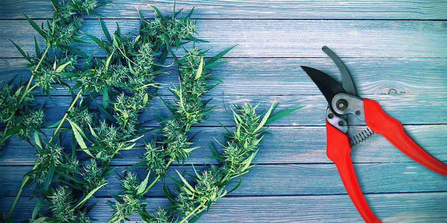 Høst cannabis