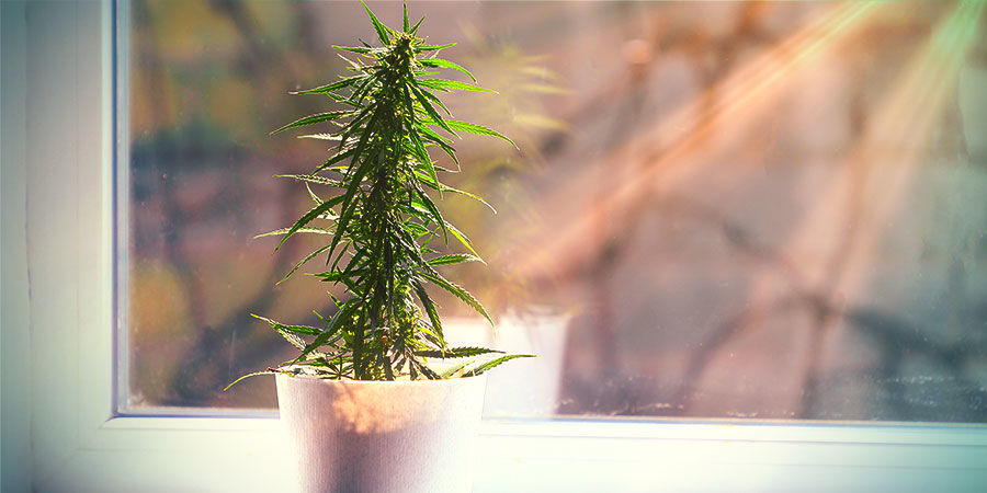 Hvad du kan forvente af cannabis dyrket uden et dyrkerum Hvad du kan forvente af cannabis dyrket uden et dyrkerum
