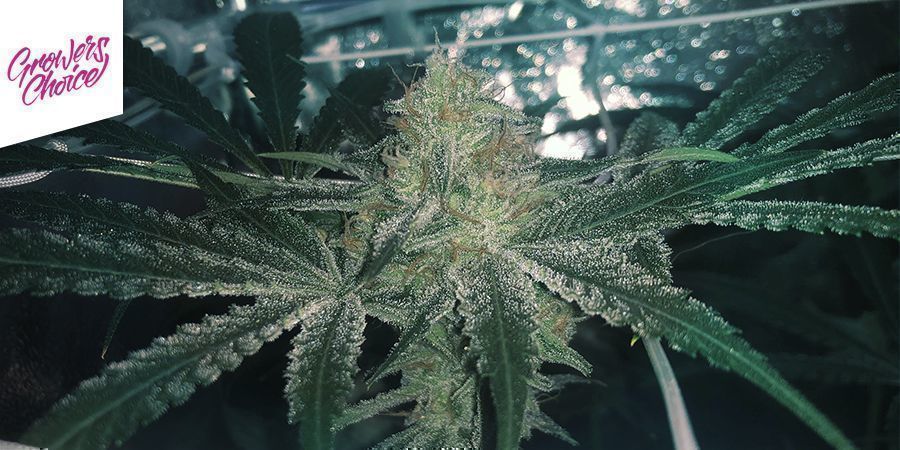 White Fire OG (Growers Choice) White Fire OG (Growers Choice)