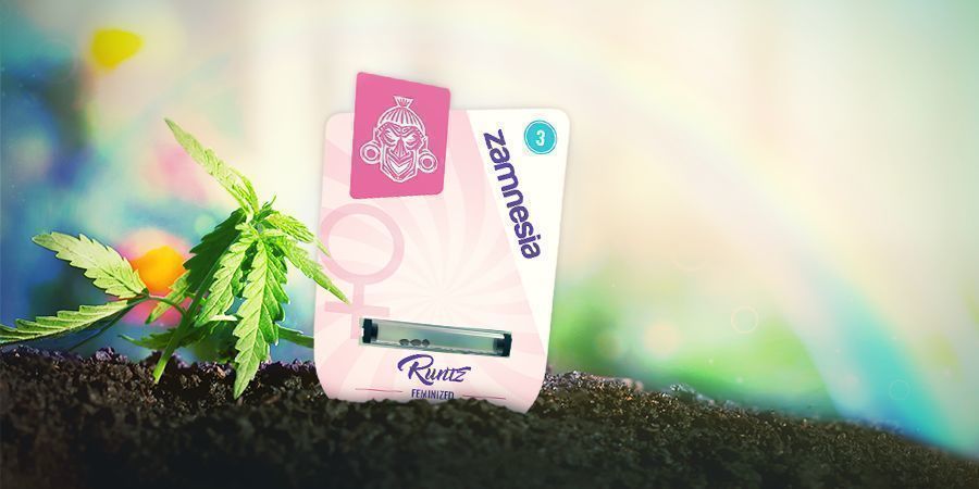 Sådan dyrker du Runtz SÅDAN DYRKER DU RUNTZ