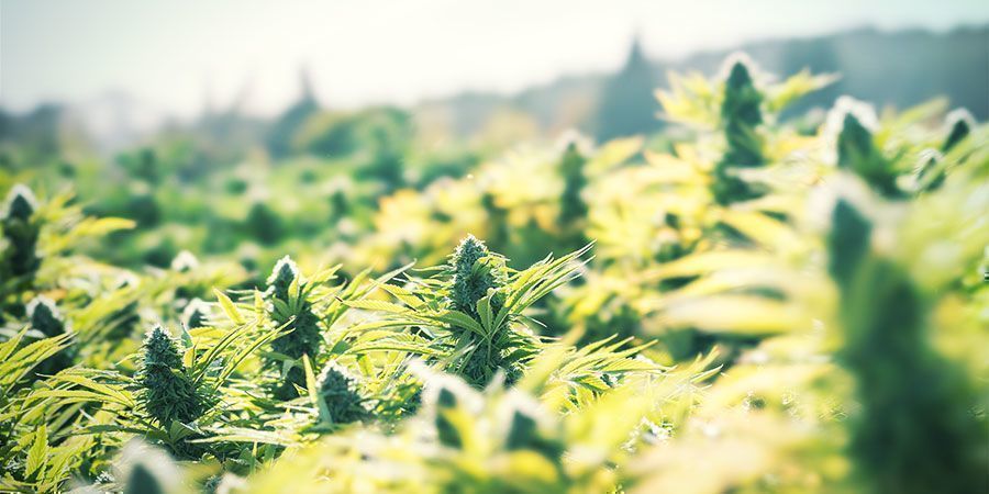 Dyrk cannabis udendørs som en enkel måde at spare penge på Dyrk cannabis udendørs som en enkel måde at spare penge på