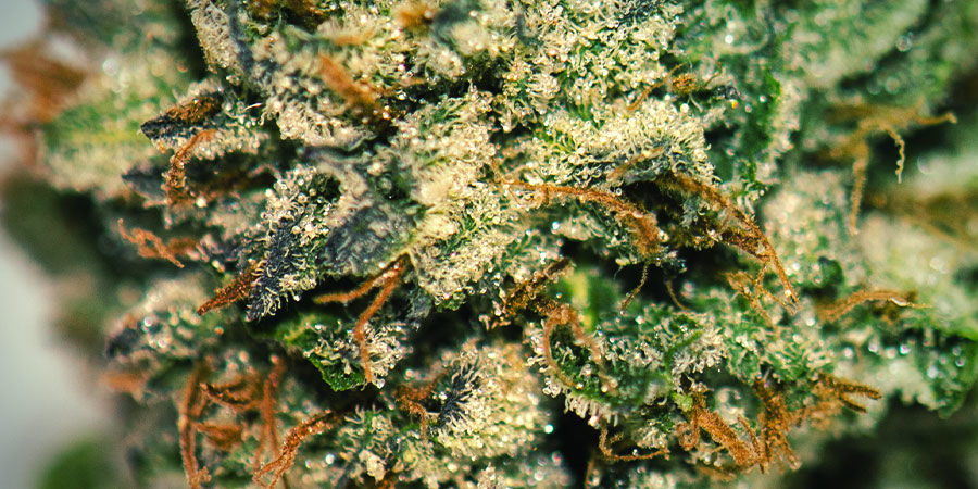 Sådan dyrker du Gorilla Zkittlez HOW TO GROW GORILLA ZKITTLEZ