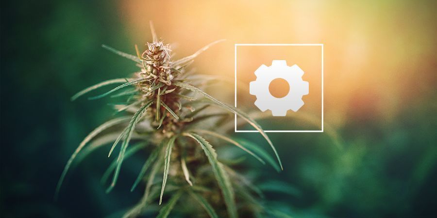 Hvor meget sollys har Autoflowering cannabisplanter brug for?