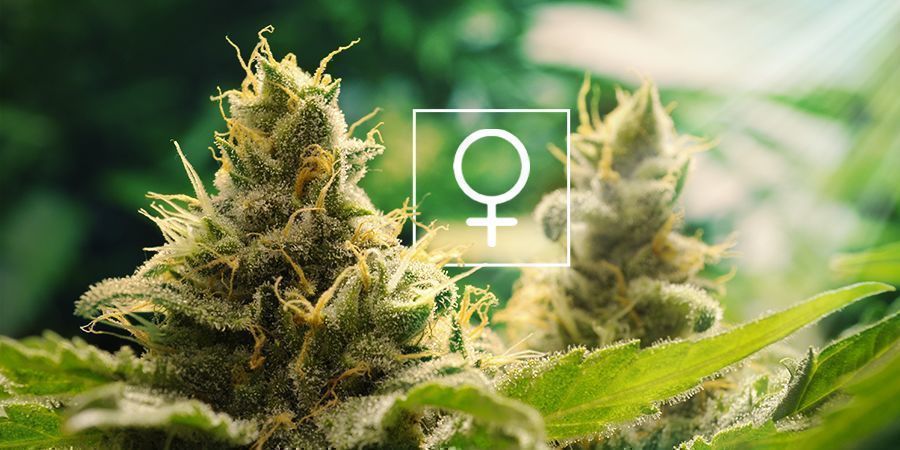 Hvor meget sollys har feminiserede cannabisplanter brug for?