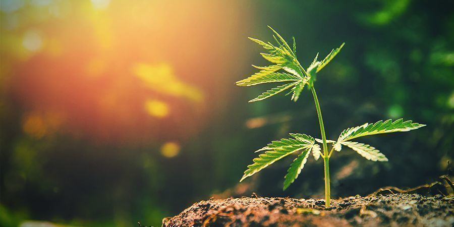 Hvad hvis der er for meget sollys? Too Much Sunlight Cannabis Plant