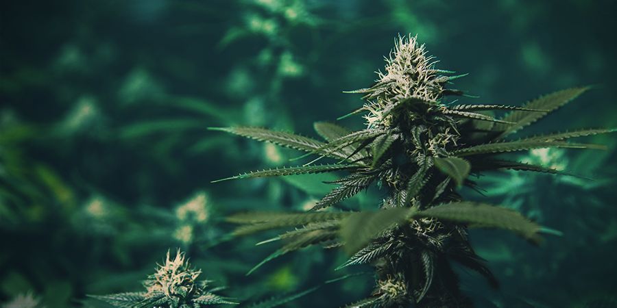 Hvad hvis der ikke er nok sollys? Cannabisplante med for lidt sollys