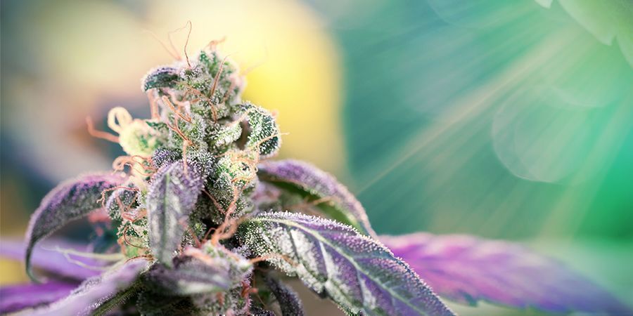 Hvorfor sollys er vigtigt for dyrkning af cannabis HVORFOR SOLLYS ER VIGTIGT FOR DYRKNING AF CANNABIS