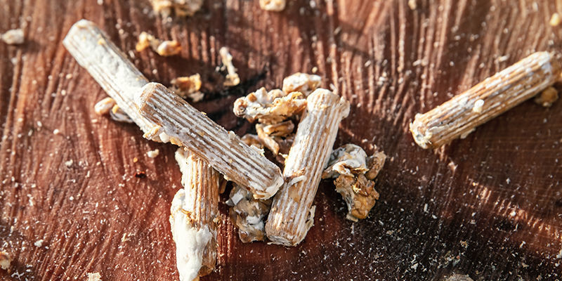 Typer af svampemycelium Typer af svampemycelium
