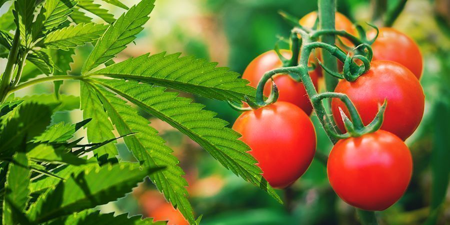 SÅDAN SKJULER DU DINE CANNABISPLANTER