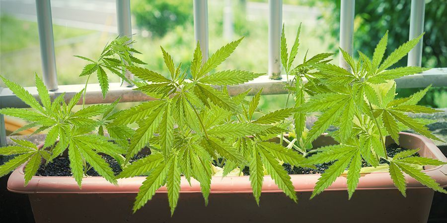 Krav til sorter til dyrkning af cannabis på din altan eller terrasse Krav til sorter til dyrkning af cannabis på din altan eller terrasse