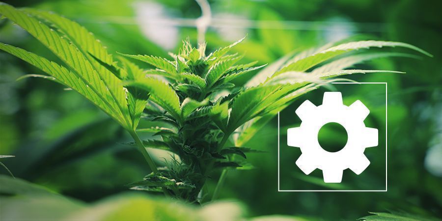 HVORFOR AUTOFLOWERING-GENETIK FORETRÆKKES