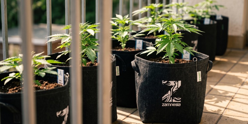 STRAIN REQUIREMENTS FOR GROWING CANNABIS ON YOUR BALCONY OR TERRACE STRAIN REQUIREMENTS FOR GROWING CANNABIS ON YOUR BALCONY OR TERRACE