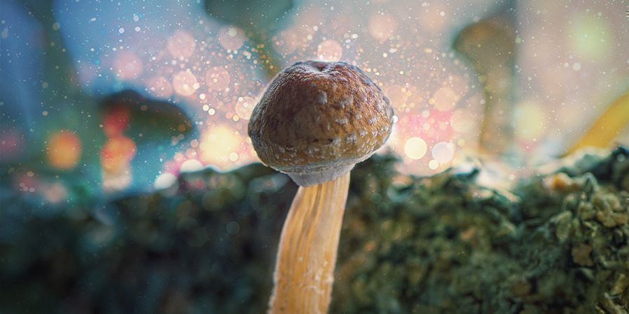 Det bedste svampesubstrat til Psilocybe cubensis DET BEDSTE SVAMPESUBSTRAT TIL PSILOCYBE CUBENSIS