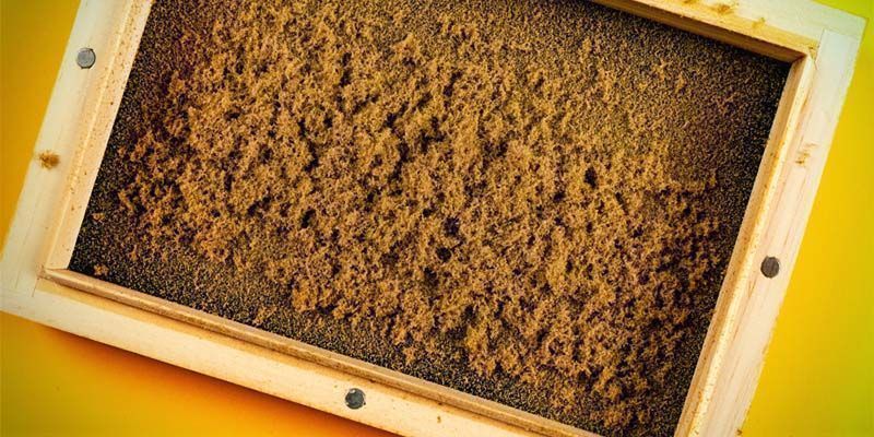 Tør-sigtet hash: hvad er det? Tør-sigtet hash: hvad er det?