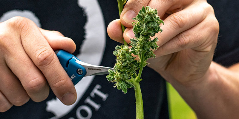 Beskæresaks PRUNING SHEARS