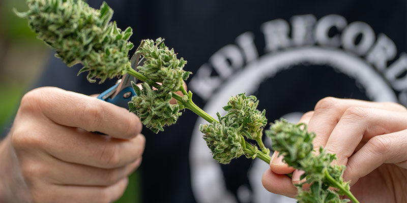 Hvorfor er høst et afgørende trin i dyrkning af cannabis? Hvorfor er høst et afgørende trin i dyrkning af cannabis?