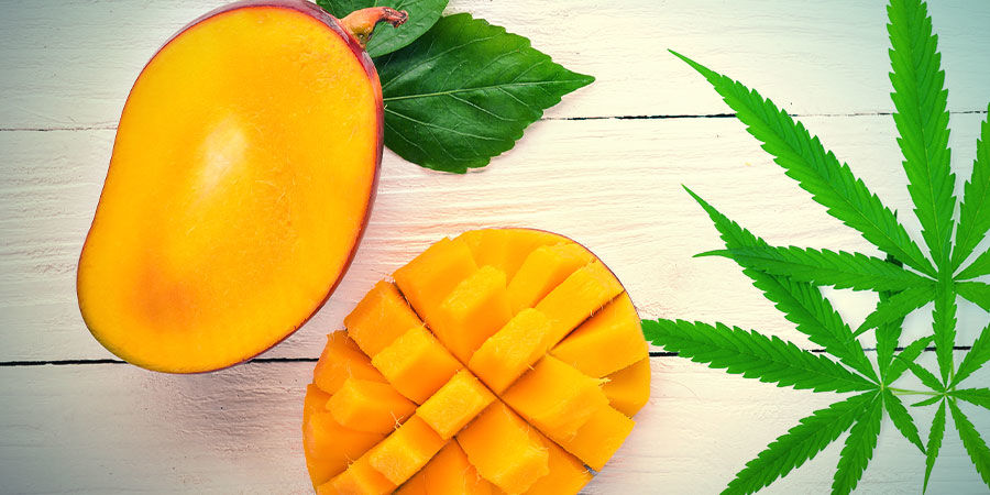 Mango Haze: Smag og effekter MANGO HAZE: SMAG OG EFFEKTER