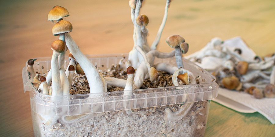 Hvorfor vokser magiske svampe på siden af et substrat? WHY DO MAGIC MUSHROOMS GROW ON THE SIDE OF A SUBSTRATE?