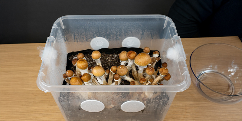 Sådan fungerer monotubs, og hvorfor de er ideelle til svampedyrkning Sådan fungerer monotubs, og hvorfor de er ideelle til svampedyrkning