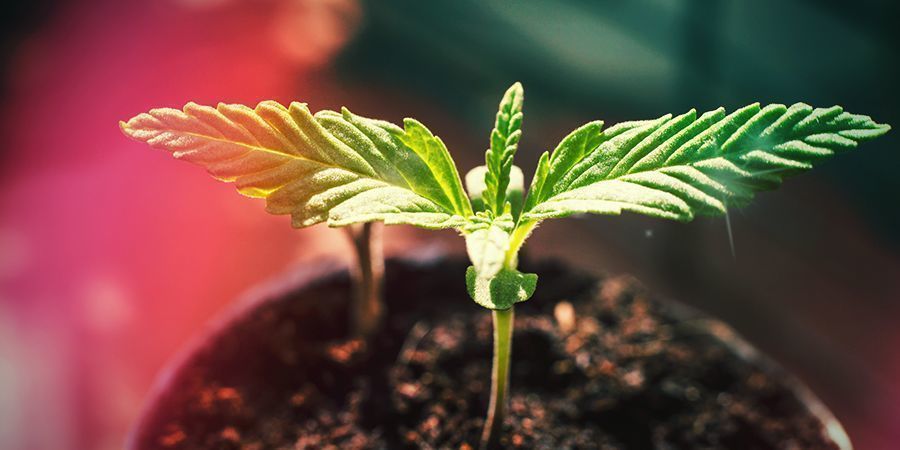 Sådan dyrker du Super Skunk HOW TO GROW SUPER SKUNK