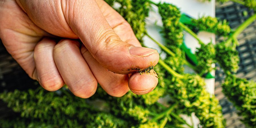 Hvilke cannabissorter er bedst til at lave jelly hash?