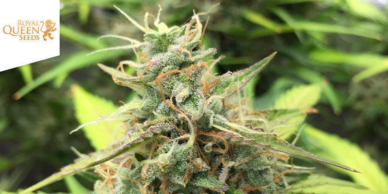 Haze Berry Automatic (Royal Queen Seeds) Haze Berry Automatic (Royal Queen Seeds)