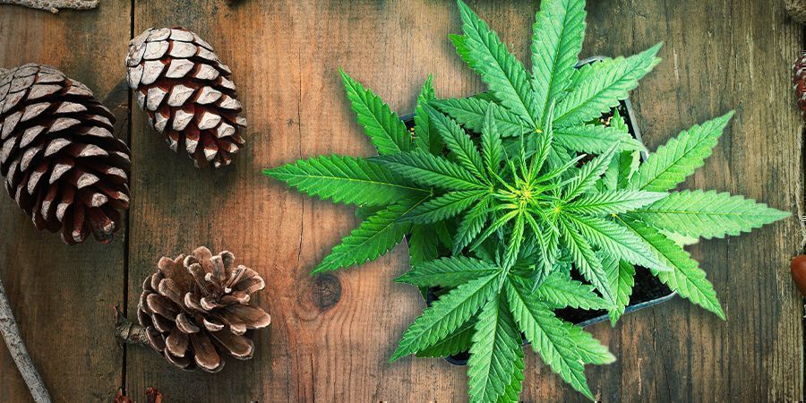 Silver Haze: Smag & effekter Silver Haze: Smag & effekter