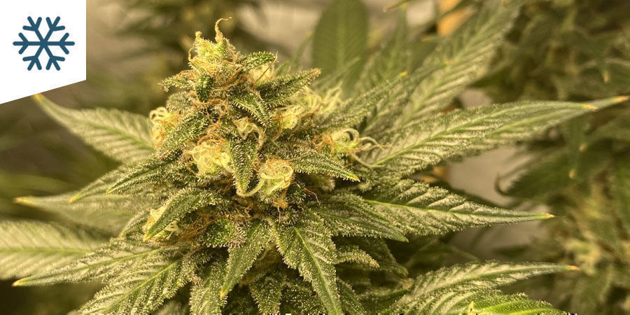 De bedste cannabissorter til dyrkning i koldt klima