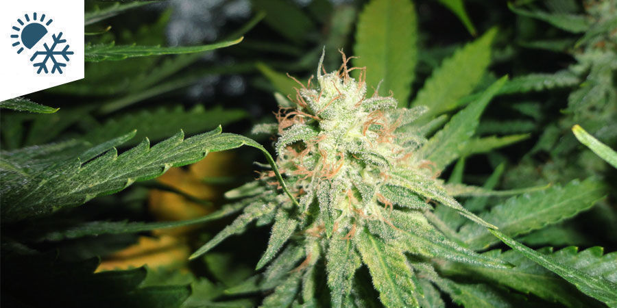 De bedste cannabissorter til dyrkning i et kontinentalt klima