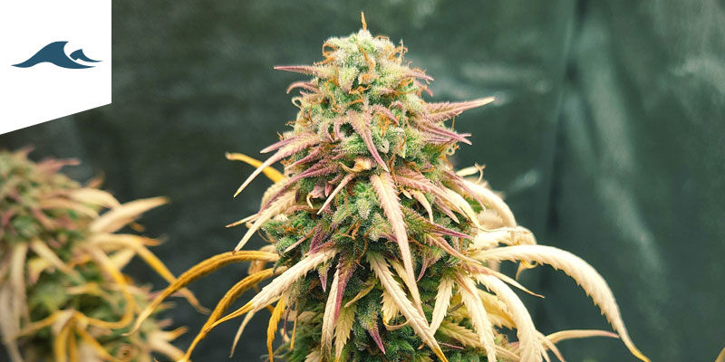 De bedste cannabissorter at dyrke i et maritimt klima