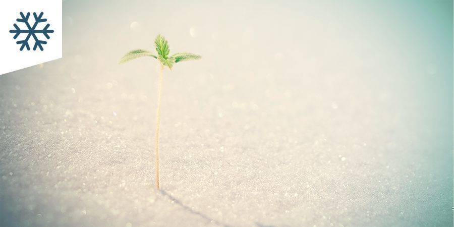 Dyrkning af cannabis i koldt klima Dyrkning af cannabis i koldt klima