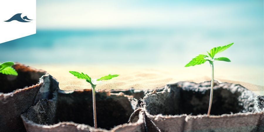 Dyrkning af cannabis i et maritimt klima Dyrkning af cannabis i et maritimt klima