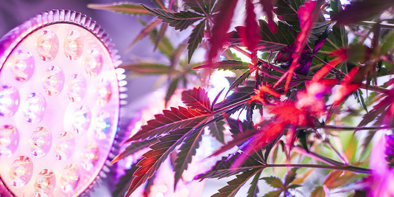 Tips til dyrkning af høje cannabissorter Tips til dyrkning af høje cannabissorter