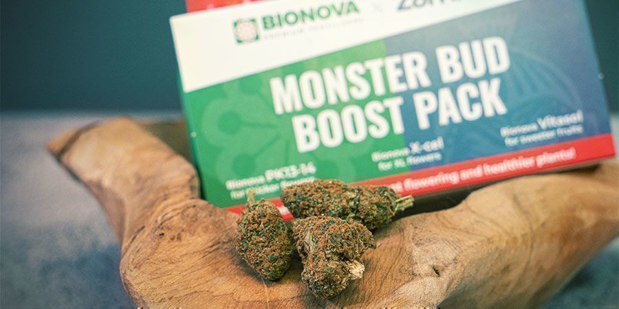 Hvad er Monster Bud Boost Pack?