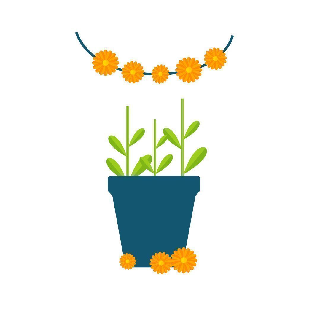 Skaff blomster Obtain Flowers