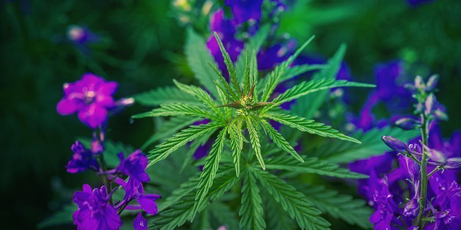 Sådan dyrker du Candy Kush SÅDAN DYRKER DU CANDY KUSH