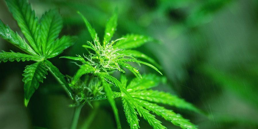 Bevarer plantens struktur og sundhed Fordele ved epsomsalt: Bevarer plantens struktur og sundhed