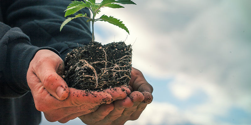 Luftbeskæring Air Pruning - Growing Cannabis