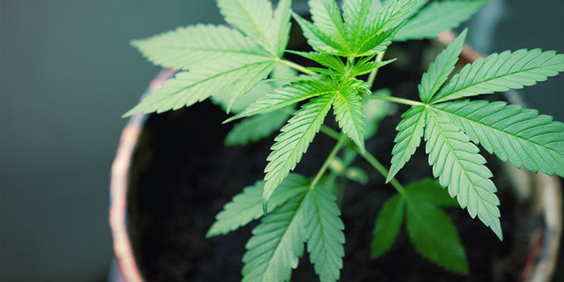 Dræning Dræning – dyrkning af cannabis