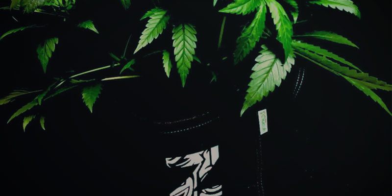 Fleksibilitet Fleksibilitet - dyrkning af cannabis
